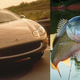 Illustration for article titled Ten cars that look like fish